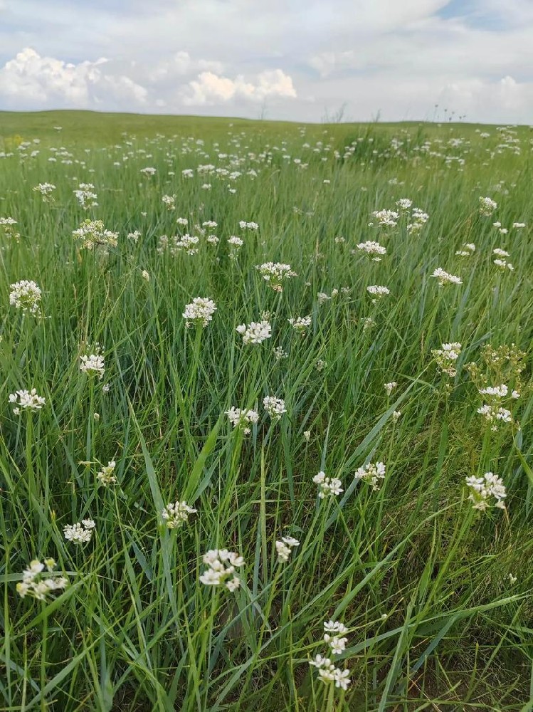 野生韭菜花酱适配食材大全